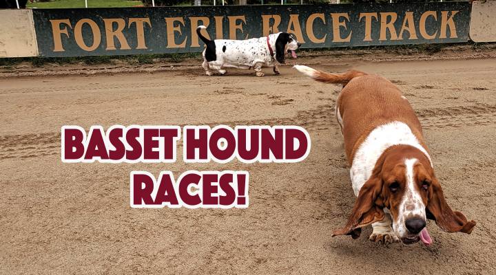 Basset Hound Races
